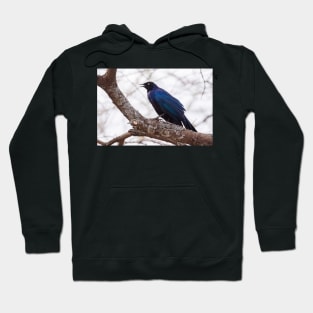 Ruppel's Long Tailed Starling Hoodie